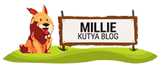 Millie Dog Kutya Blog